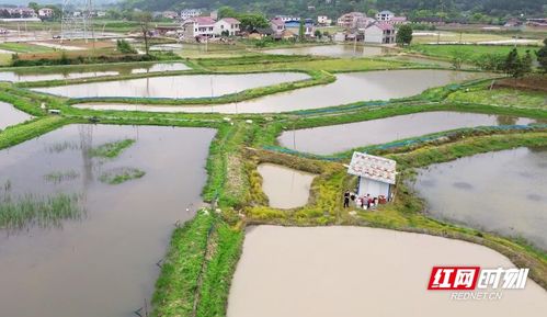 鄉(xiāng)村振興丨稻在水中長(zhǎng) 蝦在稻下游