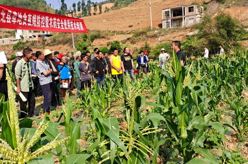 云南省丘北縣推進(jìn) 綠色食品牌 綠色農(nóng)業(yè)產(chǎn)業(yè)發(fā)展
