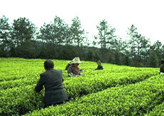 武義縣農(nóng)產(chǎn)品質(zhì)量安全監(jiān)控信息網(wǎng)