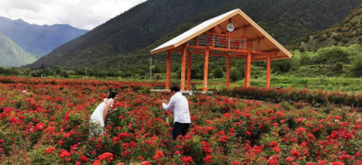 工布花開助脫貧