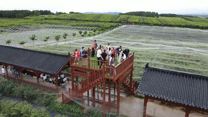 湖北安陸趙棚鎮:小藍莓帶村民脫貧致富,昔日荒山成金山銀山
