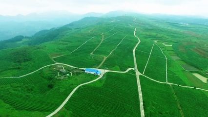 【脫貧攻堅進行時】思南農業綜合開發助力脫貧攻堅成效顯著