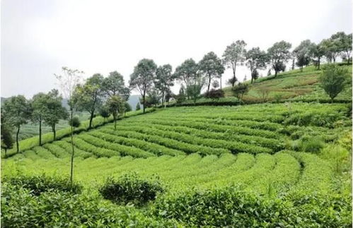貴陽(yáng)貴安大力發(fā)展生態(tài)茶產(chǎn)業(yè)