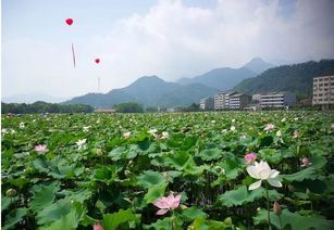 立體高效農(nóng)業(yè)生態(tài)農(nóng)業(yè)莊園省級(jí)生態(tài)農(nóng)業(yè)科技示范園項(xiàng)目可行性研究報(bào)告案例概況