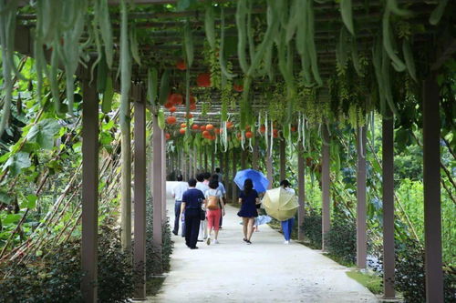 夏日悠長(zhǎng),這里清涼好康養(yǎng)