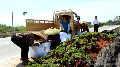 冷水灘 特色花卉苗木產業繪就鄉村振興新畫卷
