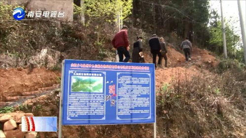 南安向陽 林下套種靈芝,發展生態農業