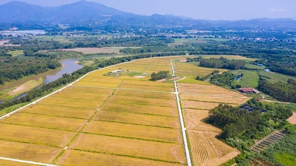 世界地球日④ | 惠東縣自然資源局嚴守耕地紅線,讓鄉村農田成為一道道風景線