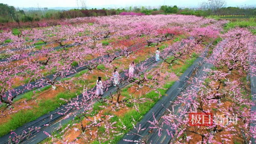 孝感一地入選國家農業產業強鎮項目擬立項名單